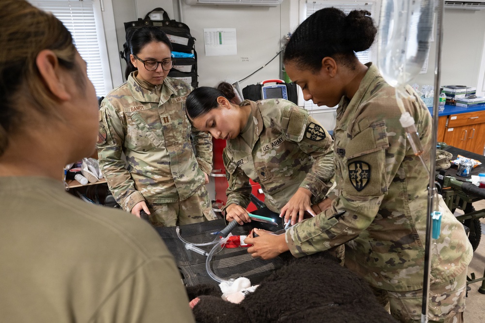 Meet &amp;quot;Diesel&amp;quot; the MWD Vet Training Aid