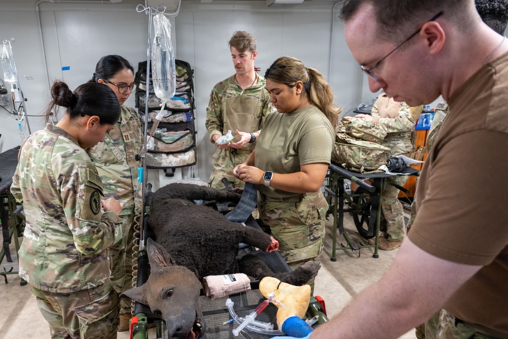 Meet &amp;quot;Diesel&amp;quot; the MWD Vet Training Aid