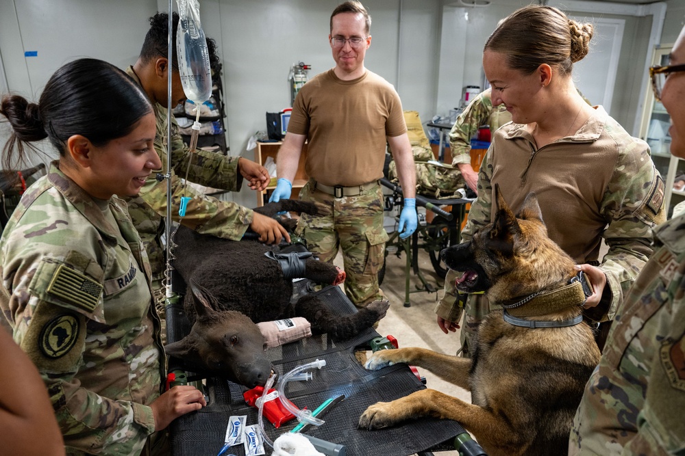 Meet &amp;quot;Diesel&amp;quot; the MWD Vet Training Aid