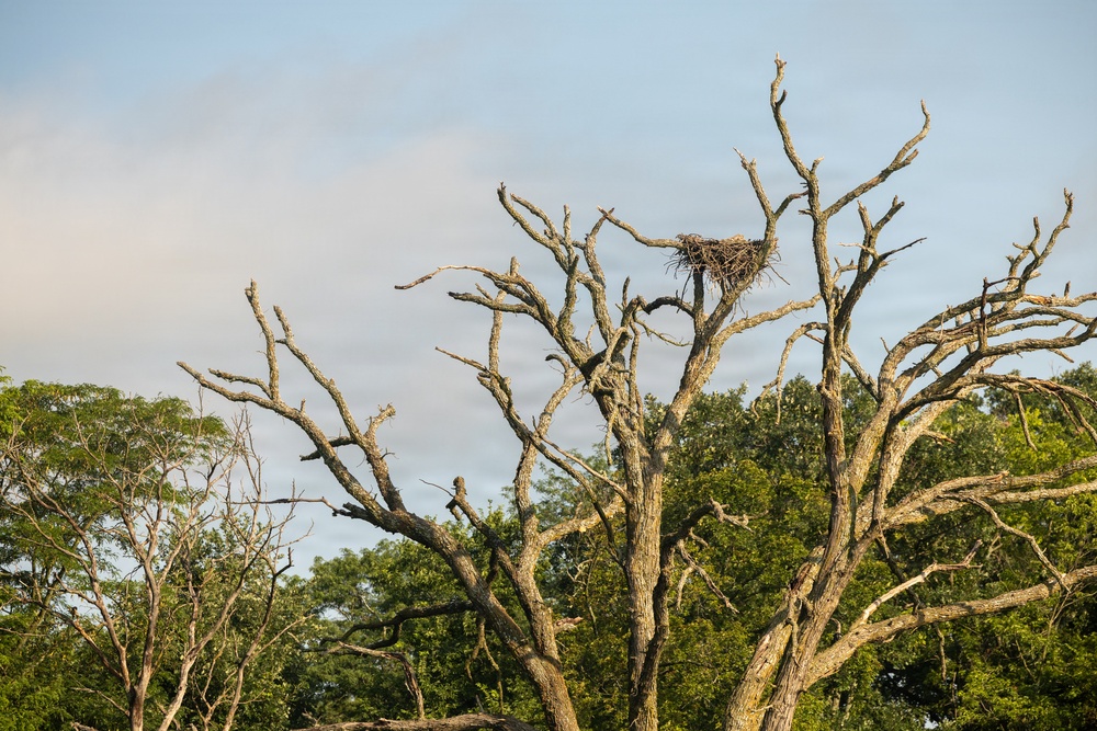 Kansas lake records state’s second successful osprey nesting three years after the first