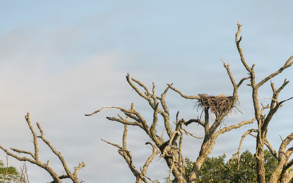 Kansas lake records state’s second successful osprey nesting three years after the first