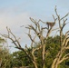 Kansas lake records state’s second successful osprey nesting three years after the first