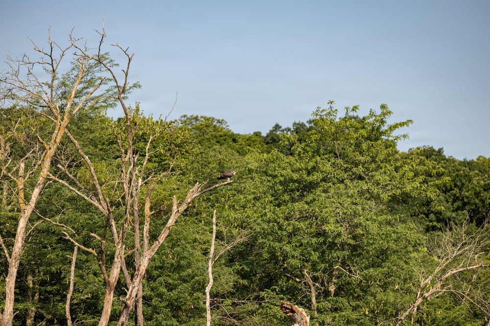 Kansas lake records state’s second successful osprey nesting three years after the first