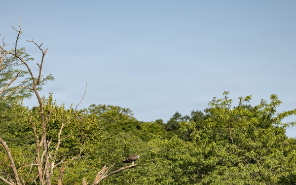 Kansas lake records state’s second successful osprey nesting three years after the first