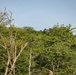 Kansas lake records state’s second successful osprey nesting three years after the first