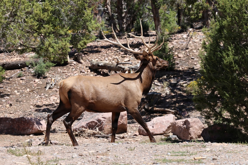 Bull Elk in the Spring Mountains National Recreation Area