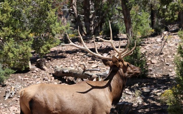 Bull Elk in the Spring Mountains National Recreation Area