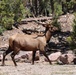 Bull Elk in the Spring Mountains National Recreation Area