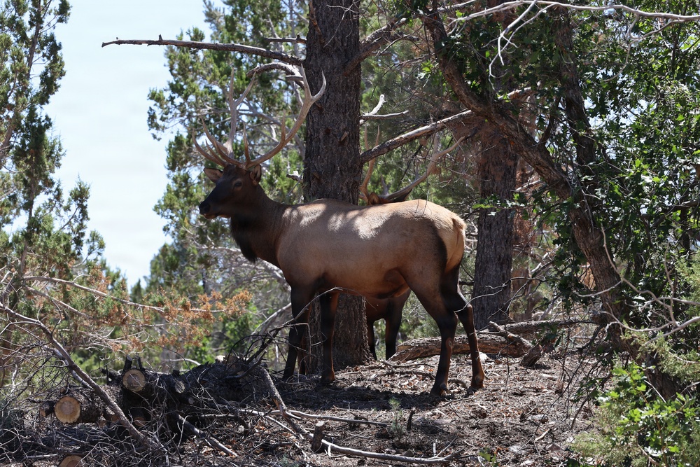 A large bull elk with a full rack of antlers stands on a rocky, wooded hillside among coniferous trees. The animal appears alert, with its head raised and facing left. The surrounding environment shows a mix of living trees, fallen logs, and cut stumps, suggesting a managed or partially disturbed forest area.