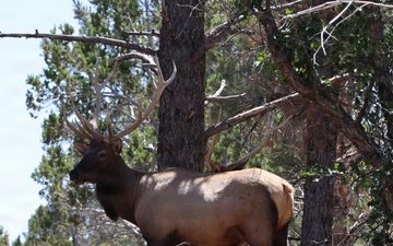 Bull Elk in the Spring Mountains National Recreation Area