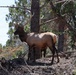 Bull Elk in the Spring Mountains National Recreation Area