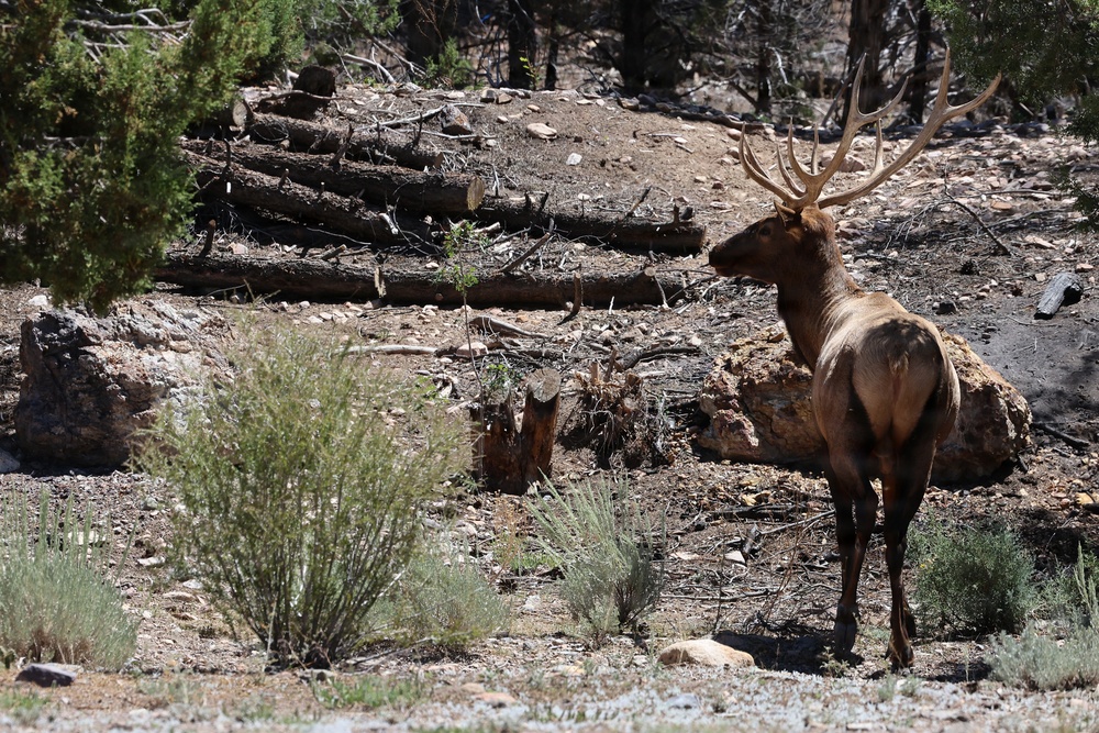 A large bull elk with prominent antlers stands in a rocky, semi-arid landscape surrounded by sparse vegetation and fallen logs. The environment appears to be a post-disturbance forest area, possibly affected by fire or logging, with charred and cut timber visible in the background. The elk is alert, facing left, in bright daylight conditions.