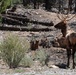 Bull Elk in the Spring Mountains National Recreation Area