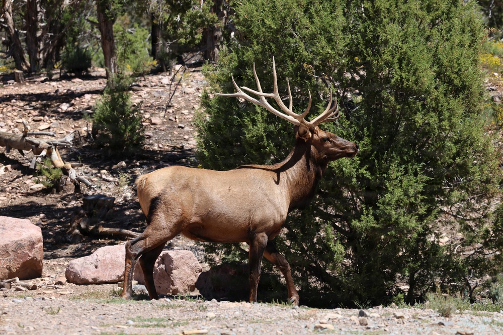A large bull elk with prominent multi-tined antlers is photographed in profile walking through a rocky, arid landscape. The animal appears healthy and mature, moving alongside dense juniper or cedar shrubs in what appears to be a semi-arid western North American environment. The image captures the elk in natural daylight with good detail of its coat, antlers, and surroundings.