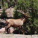 Bull Elk in the Spring Mountains National Recreation Area