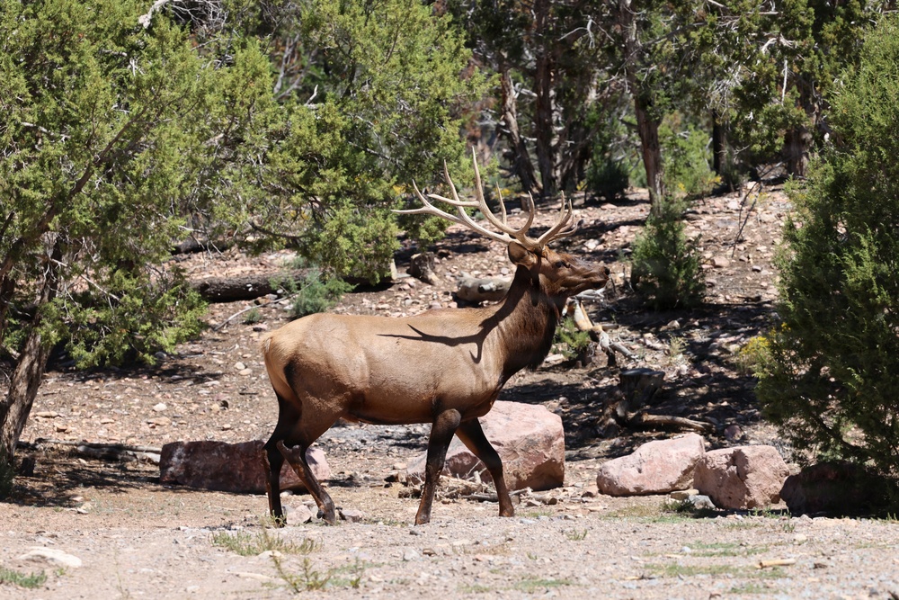 A large bull elk with a full rack of antlers is walking through a rocky, arid woodland area. The animal appears to be a mature male based on the size and development of its antlers. The setting features juniper or pinyon pine trees, scattered boulders, and dry, gravelly ground typical of high-desert or mountain terrain.