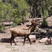 Bull Elk in the Spring Mountains National Recreation Area
