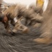 A heavily motion-blurred photograph captures what appears to be a person in earth-toned clothing surrounded by animals, likely during a dynamic or fast-moving event. The radial blur effect creates a swirling vortex pattern centered on the figure, suggesting rapid rotational camera movement or a long exposure technique. The image appears to document an interaction between a human and large animals, possibly in a herding or wrestling context.