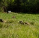 The image shows multiple soldiers in camouflage gear lying prone in a grassy field, blending into the vegetation. They appear to be conducting a tactical field exercise, likely practicing concealment or a low-crawl movement technique. A treeline forms the background, and a gray structure or target is visible in the mid-ground.
