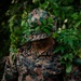 A U.S. Marine identified by the name tape 'GARDNER' is wearing MARPAT digital camouflage uniform and a boonie hat with natural foliage attached for concealment. The Marine is positioned in a dense jungle or forested environment, head bowed downward. The image captures a field training or operational scenario involving natural camouflage techniques.