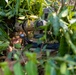 Cobra Gold Concealment