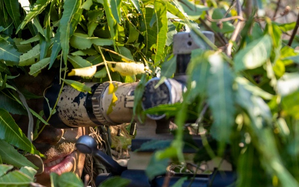 Cobra Gold Concealment