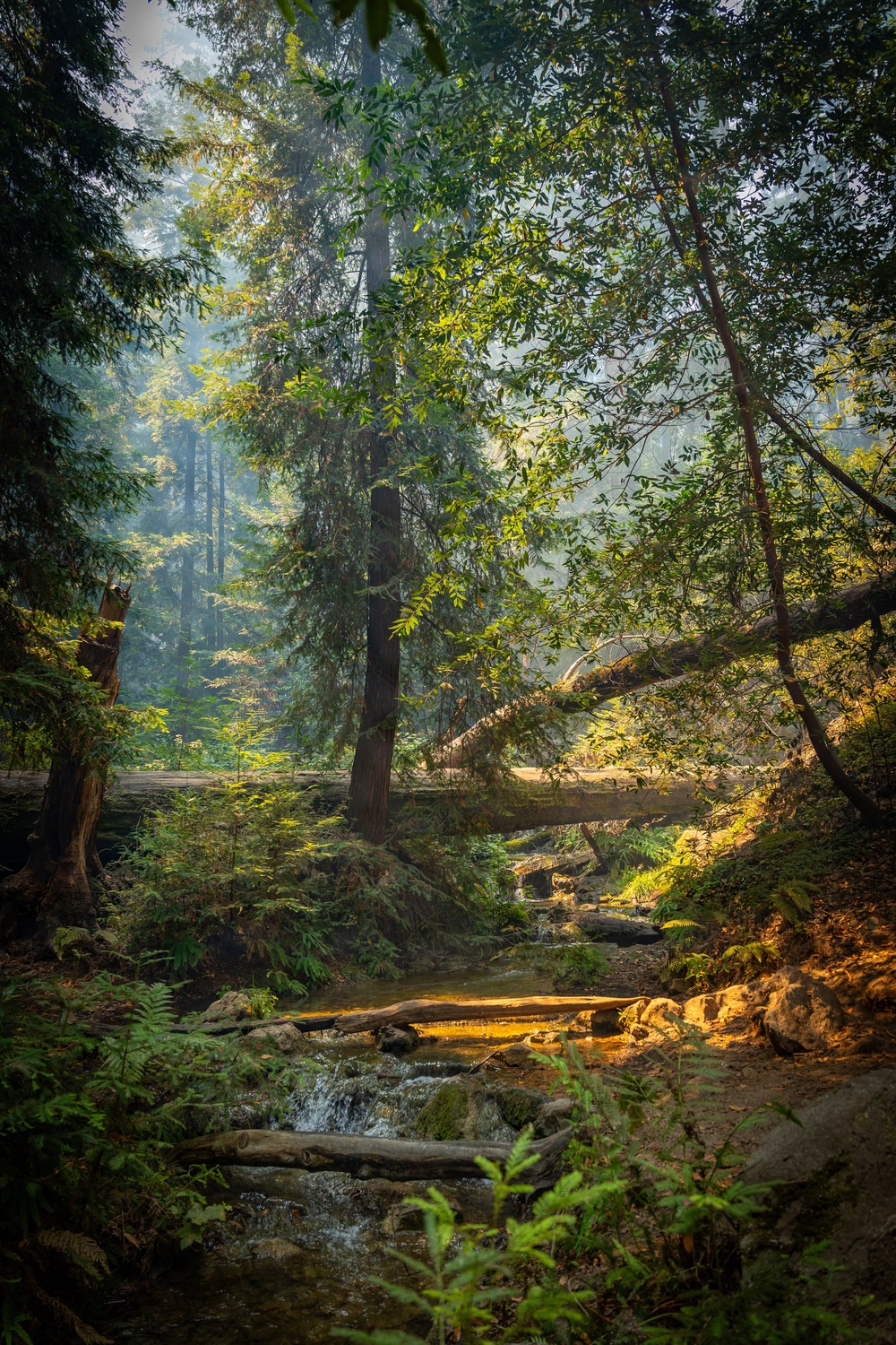 A lush, old-growth forest scene featuring a small cascading stream flowing over rocks in the foreground, surrounded by dense ferns and undergrowth. Several fallen logs cross the stream and forest floor, while tall coniferous trees — likely redwoods or sequoias — rise into a hazy, light-filtered canopy above. Warm golden light illuminates portions of the scene, creating a dramatic contrast with the cool, misty background.