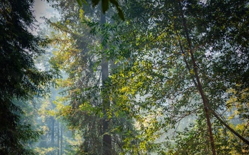 Timber Fire