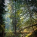 A lush, old-growth forest scene featuring a small cascading stream flowing over rocks in the foreground, surrounded by dense ferns and undergrowth. Several fallen logs cross the stream and forest floor, while tall coniferous trees — likely redwoods or sequoias — rise into a hazy, light-filtered canopy above. Warm golden light illuminates portions of the scene, creating a dramatic contrast with the cool, misty background.