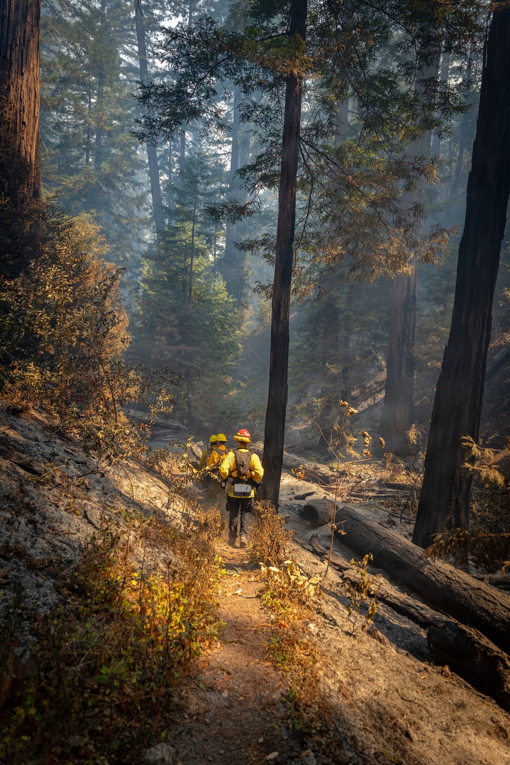 Two wildland firefighters in yellow protective gear and hard hats walk along a forest trail amid smoke-filled air, surrounded by large trees showing fire damage. The scene depicts an active wildfire suppression operation in what appears to be a redwood or sequoia forest. Fallen logs, scorched bark, and singed foliage indicate recent fire activity in the area.
