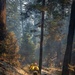 Two wildland firefighters in yellow protective gear and hard hats walk along a forest trail amid smoke-filled air, surrounded by large trees showing fire damage. The scene depicts an active wildfire suppression operation in what appears to be a redwood or sequoia forest. Fallen logs, scorched bark, and singed foliage indicate recent fire activity in the area.