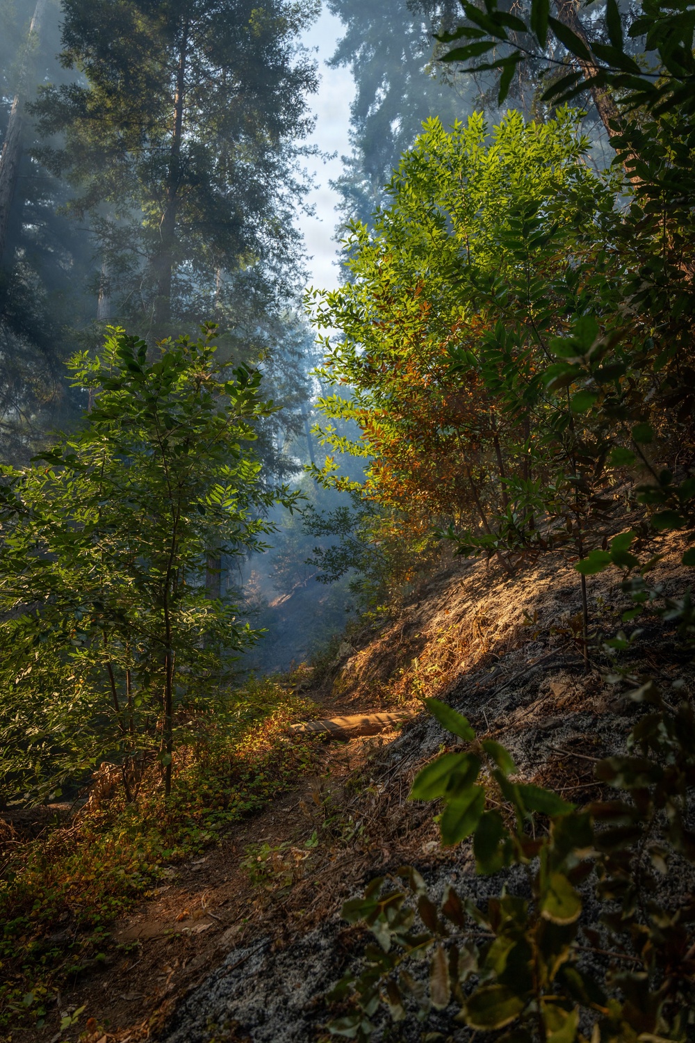 A narrow dirt trail winds through a dense forest featuring towering trees, likely redwoods or sequoias, with atmospheric haze or smoke filtering light through the canopy. The scene is illuminated by warm, directional sunlight that highlights green foliage and a rocky embankment on the right side of the path. The combination of mist, light rays, and lush undergrowth creates a dramatic, ethereal forest atmosphere.