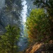 A narrow dirt trail winds through a dense forest featuring towering trees, likely redwoods or sequoias, with atmospheric haze or smoke filtering light through the canopy. The scene is illuminated by warm, directional sunlight that highlights green foliage and a rocky embankment on the right side of the path. The combination of mist, light rays, and lush undergrowth creates a dramatic, ethereal forest atmosphere.