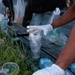 A person wearing white latex gloves is collecting plastic waste and litter from an outdoor surface, likely during a cleanup activity. Multiple plastic cups, bottles, and other debris are visible scattered among grass and vegetation. The scene suggests an organized environmental cleanup effort, possibly in a public outdoor space.