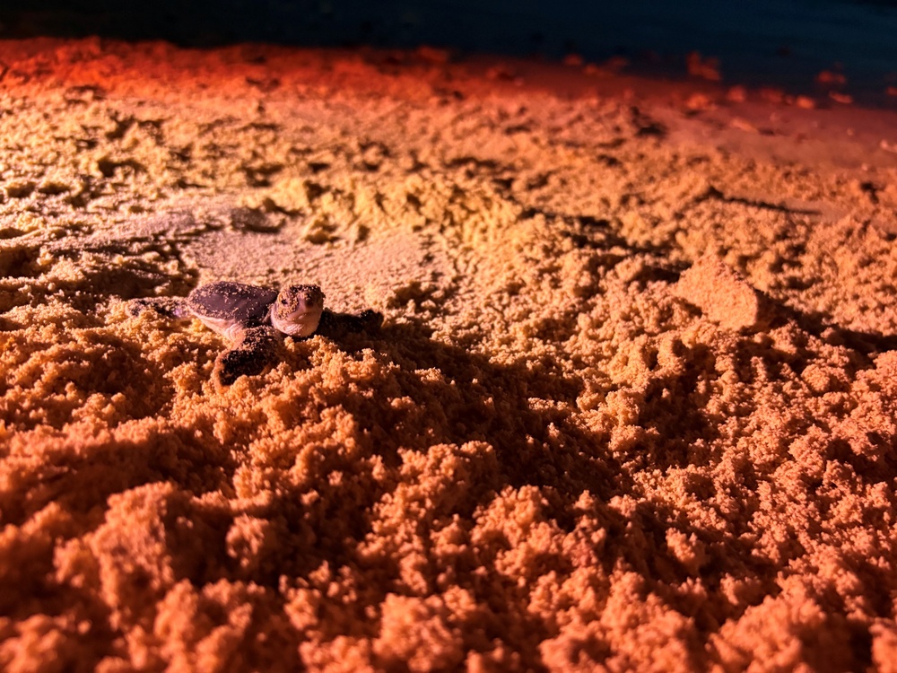 A newly hatched sea turtle hatchling is crawling across a sandy beach, illuminated by a warm red/orange light source. The tiny turtle appears to be making its way toward the water, which is faintly visible as a dark area in the upper portion of the image. The red lighting is consistent with conservation monitoring practices used to observe hatchlings without disorienting them.