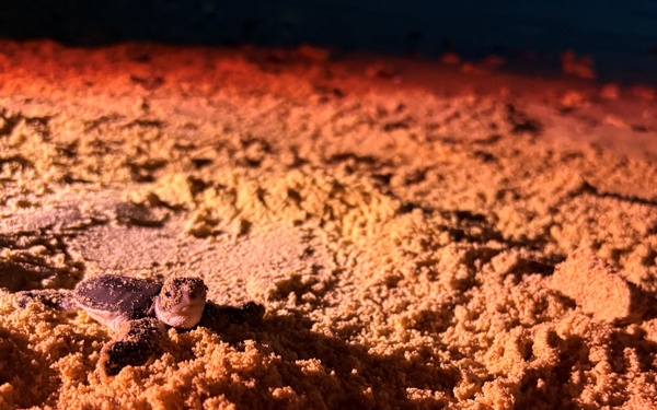 A newly hatched sea turtle hatchling is crawling across a sandy beach, illuminated by a warm red/orange light source. The tiny turtle appears to be making its way toward the water, which is faintly visible as a dark area in the upper portion of the image. The red lighting is consistent with conservation monitoring practices used to observe hatchlings without disorienting them.