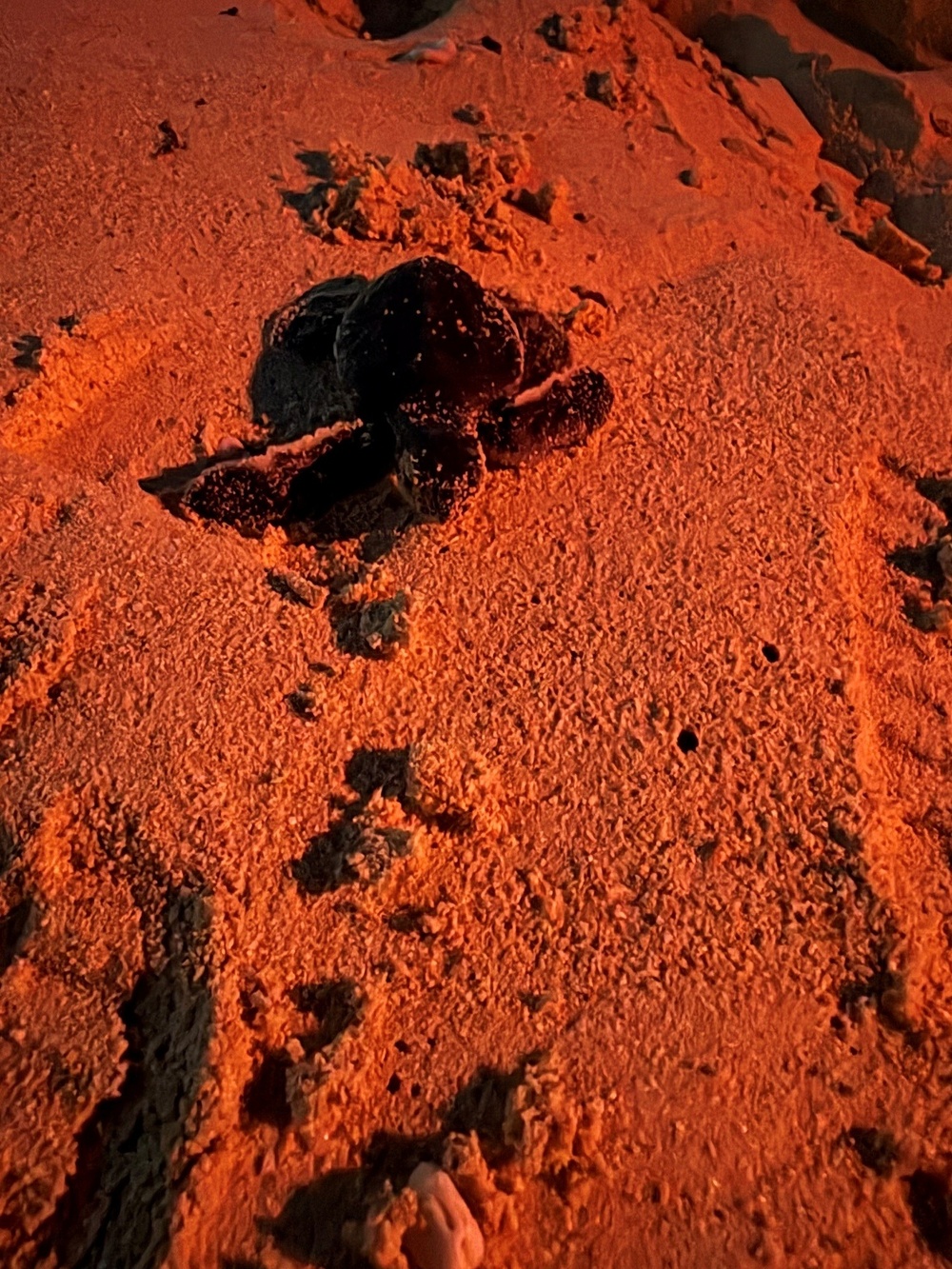 A small sea turtle hatchling is crawling across a sandy beach at night, illuminated by red-tinted lighting commonly used during turtle monitoring to avoid disorienting the animals. The hatchling's tracks are visible in the sand behind it, indicating recent movement. This appears to be a conservation-monitored nesting beach event.