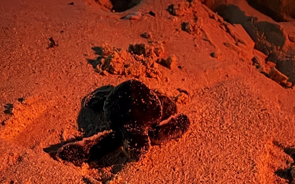 A small sea turtle hatchling is crawling across a sandy beach at night, illuminated by red-tinted lighting commonly used during turtle monitoring to avoid disorienting the animals. The hatchling's tracks are visible in the sand behind it, indicating recent movement. This appears to be a conservation-monitored nesting beach event.