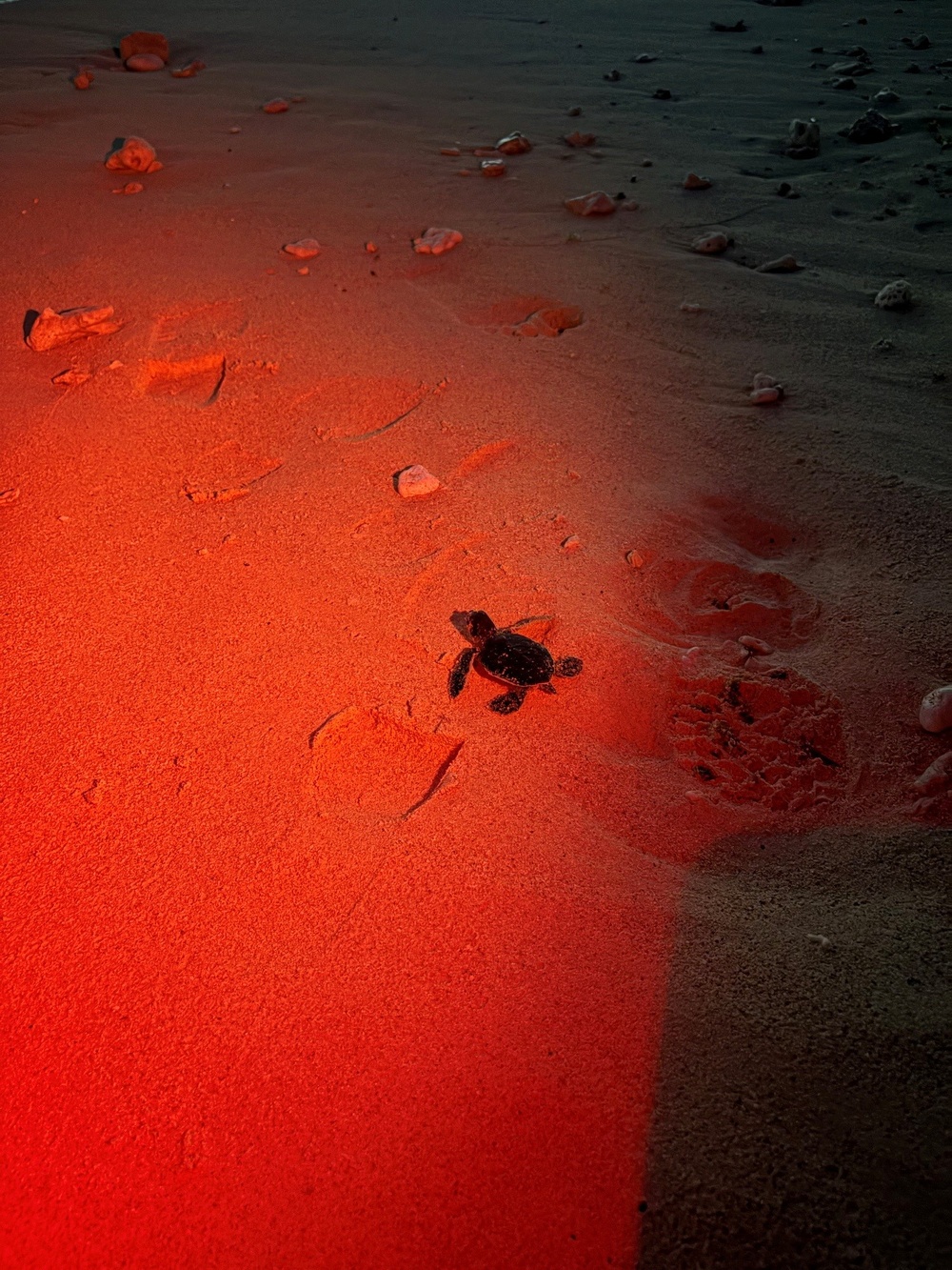 A baby sea turtle hatchling is crawling across a sandy beach, illuminated by a red light source. The red lighting is consistent with conservation protocols used during turtle monitoring, as white light can disorient hatchlings. Human footprints are visible in the sand nearby, suggesting the presence of observers or researchers.