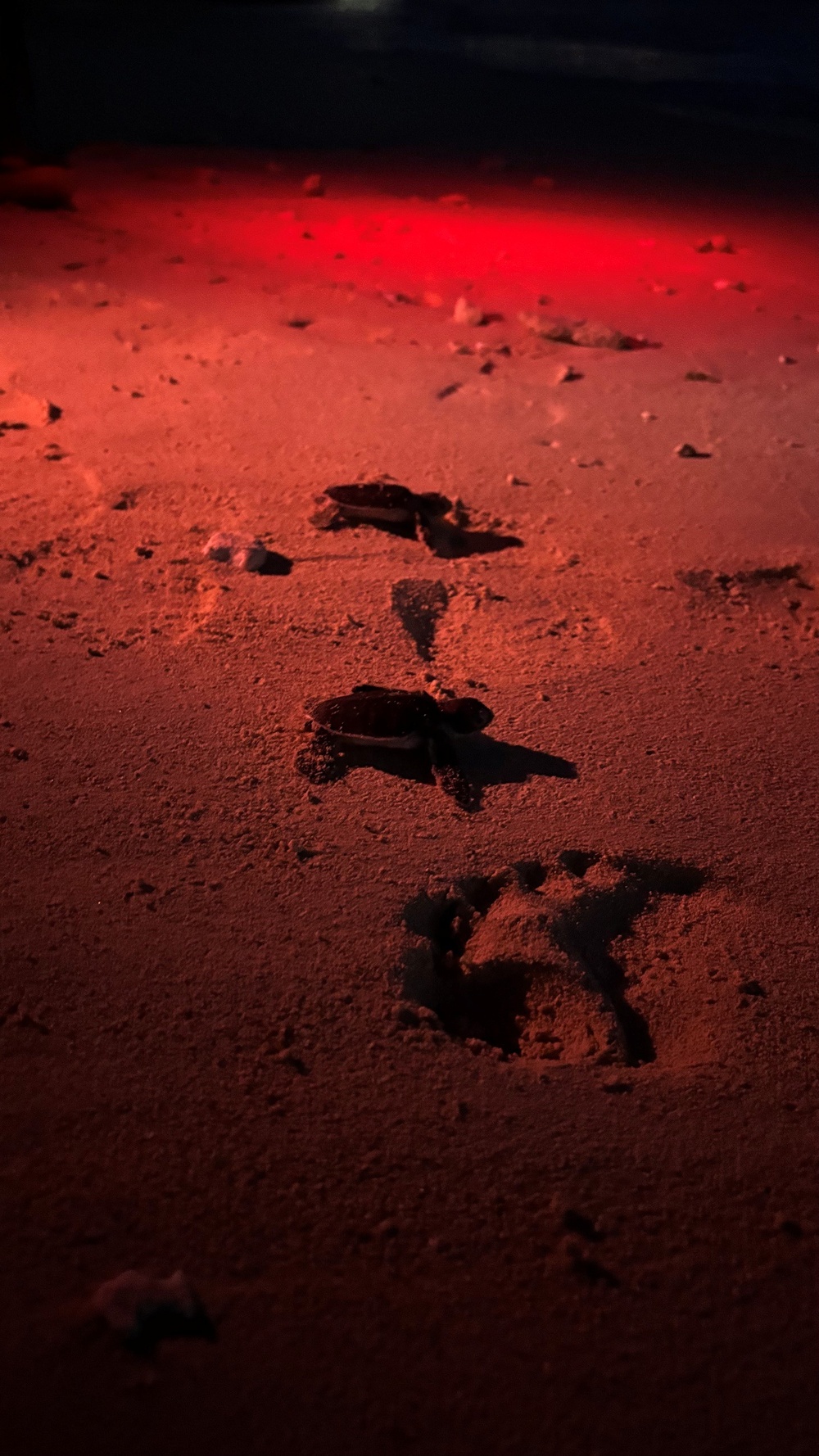 A nighttime beach scene illuminated by red light showing sea turtle hatchlings making their way across the sand. At least two small hatchlings are visible crawling toward the water, leaving tracks in the sand behind them. Red lighting is used deliberately to observe the turtles without disorienting them, a common conservation practice.