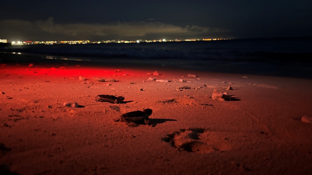 A nighttime beach scene illuminated by red light showing what appear to be sea turtle hatchlings making their way across the sand toward the ocean. The image was likely captured during a conservation monitoring event, as red lights are commonly used to observe sea turtles without disrupting their natural behavior. A distant city skyline with lights is visible across the water in the background.