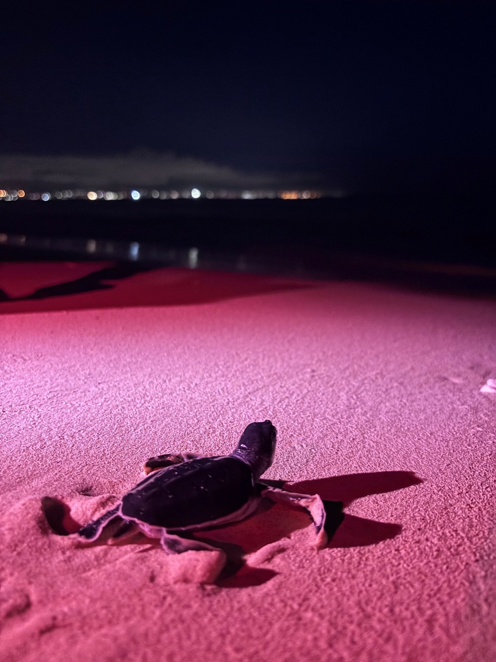 A sea turtle hatchling crawls across a sandy beach at night, illuminated by red/pink artificial lighting. The small hatchling is oriented toward the water, with a distant city skyline visible across the water in the background. Red lighting is commonly used during turtle monitoring to minimize disorientation of hatchlings.