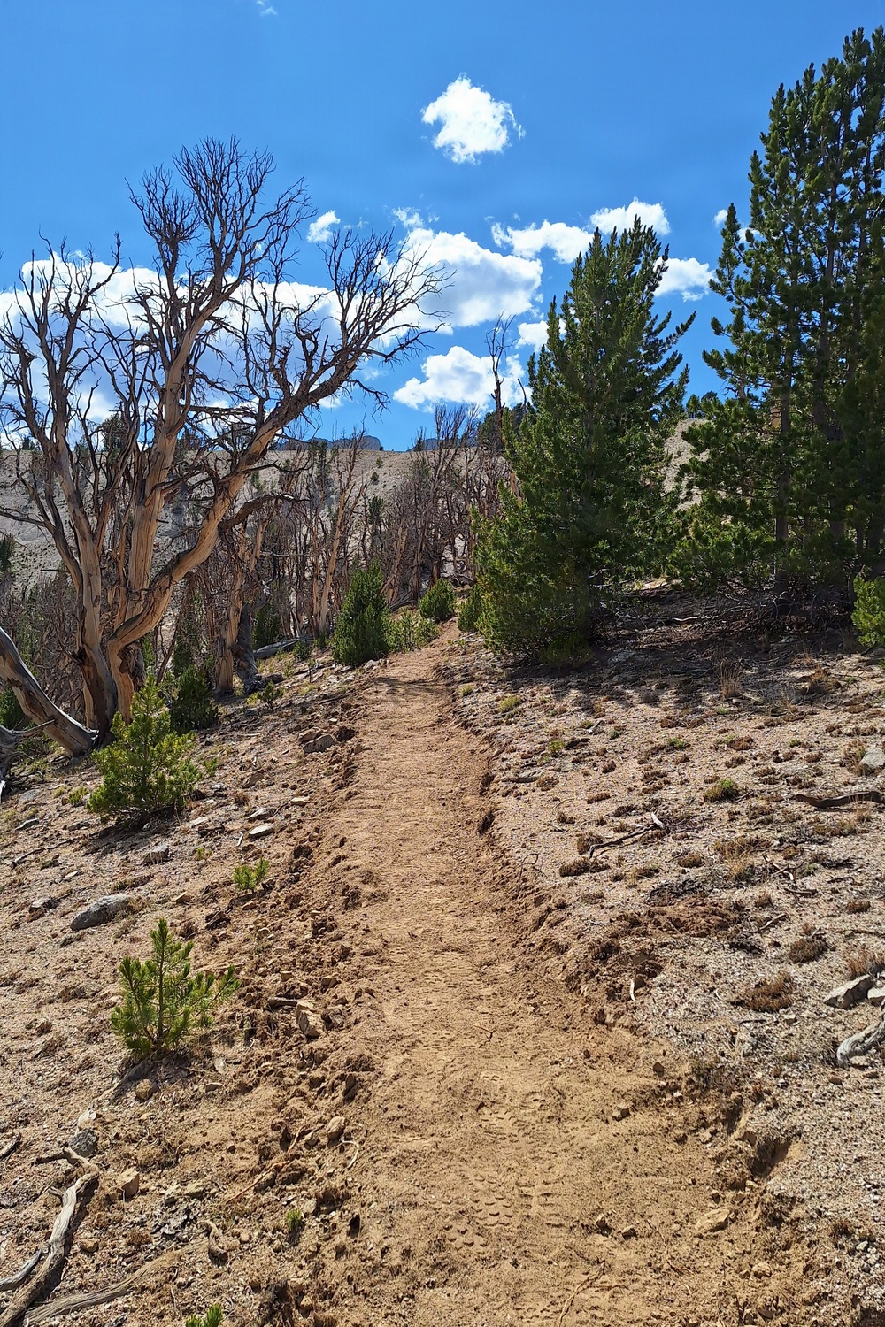 Bellas Broad Connector Trail