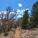 Bellas Broad Connector Trail