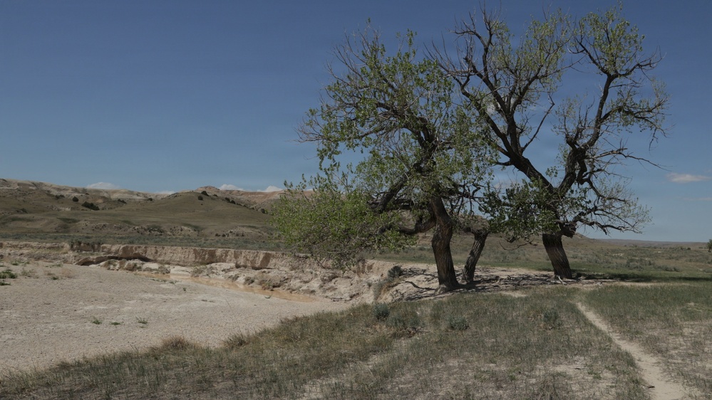 A semi-arid landscape featuring two large, gnarled cottonwood-like trees growing along the edge of a dry, eroded creek bed or wash. The terrain is characteristic of the American Great Plains or Badlands region, with rolling tan hills, sparse grassland, and exposed sedimentary formations in the background. The scene is captured under a clear blue sky with bright daylight conditions.