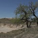 A semi-arid landscape featuring two large, gnarled cottonwood-like trees growing along the edge of a dry, eroded creek bed or wash. The terrain is characteristic of the American Great Plains or Badlands region, with rolling tan hills, sparse grassland, and exposed sedimentary formations in the background. The scene is captured under a clear blue sky with bright daylight conditions.