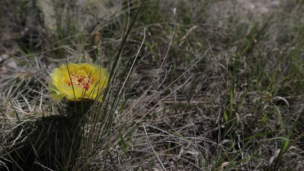 A single yellow cactus flower blooms low to the ground among dry and sparse grass in what appears to be an arid or semi-arid landscape. The flower displays bright yellow petals with red and orange stamens at its center. The surrounding environment consists of predominantly dry, brown grass with minimal green growth, suggesting a dry season or drought conditions.