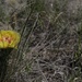 A single yellow cactus flower blooms low to the ground among dry and sparse grass in what appears to be an arid or semi-arid landscape. The flower displays bright yellow petals with red and orange stamens at its center. The surrounding environment consists of predominantly dry, brown grass with minimal green growth, suggesting a dry season or drought conditions.
