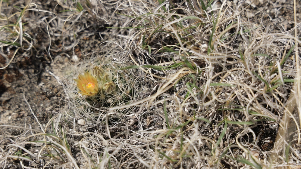 A small cactus with a yellow-orange bloom is growing low to the ground amid dry, sandy soil. The cactus appears to be a small barrel or pincushion type, partially obscured by dried grass and sparse green shoots. The scene depicts an arid or semi-arid environment with minimal vegetation.