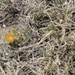 A small cactus with a yellow-orange bloom is growing low to the ground amid dry, sandy soil. The cactus appears to be a small barrel or pincushion type, partially obscured by dried grass and sparse green shoots. The scene depicts an arid or semi-arid environment with minimal vegetation.